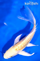 6" DOITSU YAMABUKI OGON BUTTERFLY