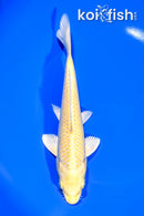 7" YAMABUKI OGON