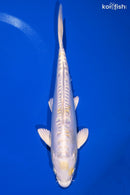 9.25" DOITSU LEMON HARIWAKE