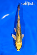 5.5" KI MATSUBA