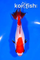 5" SARASA WAKIN GOLDFISH