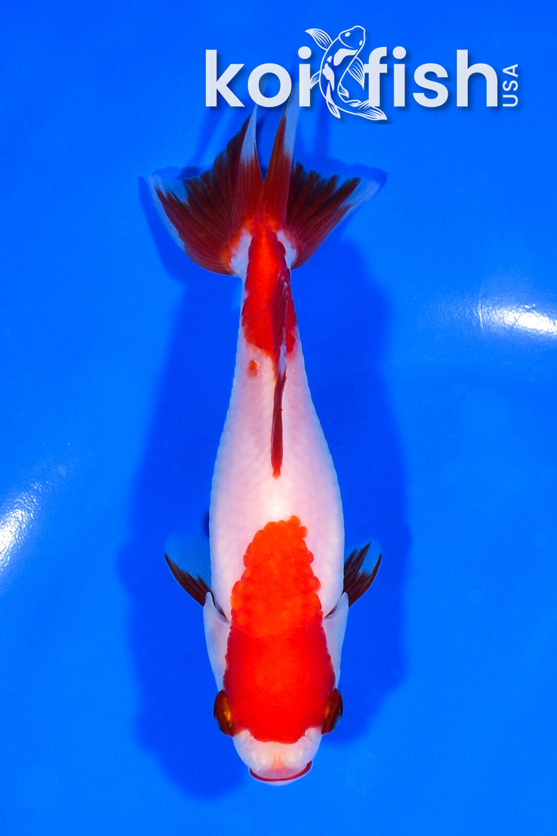 5" SARASA WAKIN GOLDFISH
