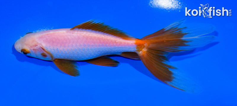 5.25" WATONAI GOLDFISH