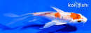 4.5" HEISEI NISHIKI BUTTERFLY