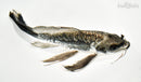 8.75" ARAGOKE KIKOKURYU BUTTERFLY