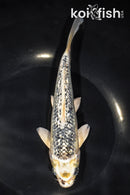 8" GINRIN GIN MATSUBA