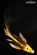 5.25" GINRIN KI MATSUBA BUTTERFLY