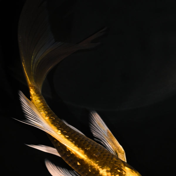 Koiページ Black Koi Fish for Sale | Koi Fish USA – Page 7