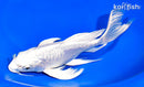 9.75" ARAGOKE PLATINUM OGON BUTTERFLY