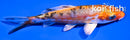 4.5" HEISEI NISHIKI