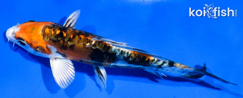 5" HEISEI NISHIKI