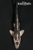 3.75" GINGA