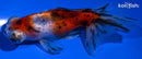 4.5" CALICO TELESCOPE GOLDFISH