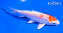 5" KIKUSUI