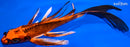 8" ORENJI MATSUBA BUTTERFLY