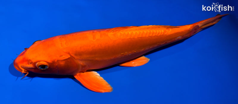 13.25" DOITSU ORENJI OGON