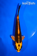 5" ORENJI MATSUBA