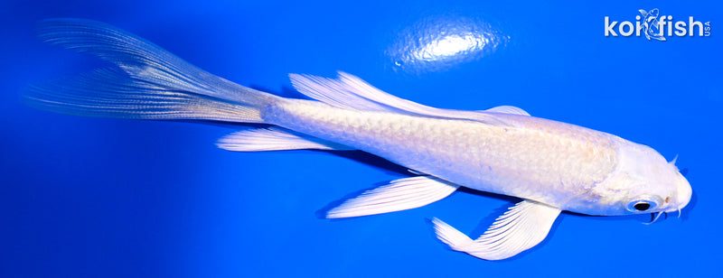 5" PLATINUM OGON BUTTERFLY