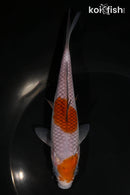 5.5" OCHIBA SHIGURE