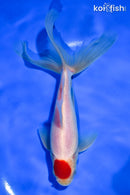 6" TANCHO WATONAI GOLDFISH