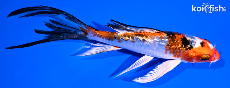 6" GINRIN YAMATO NISHIKI BUTTERFLY