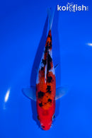 6" SANKE