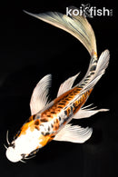 9.75" BENI KIKOKURYU BUTTERFLY