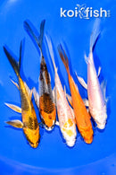 PACK OF (5) 4.75-5.25" BUTTERFLY KOI