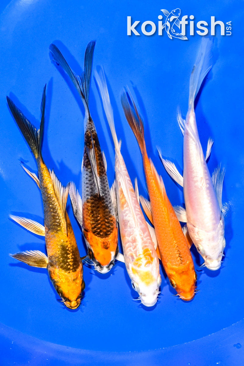 PACK OF (5) 4.75-5.25" BUTTERFLY KOI