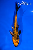 4.5" ARAGOKE HI UTSURI