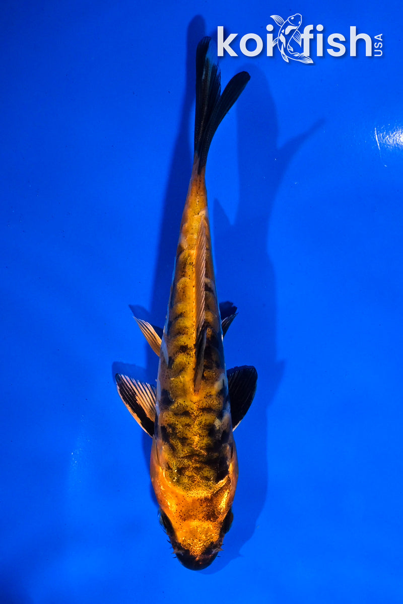 4.5" ARAGOKE HI UTSURI