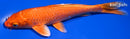 6.75" ORENJI OGON