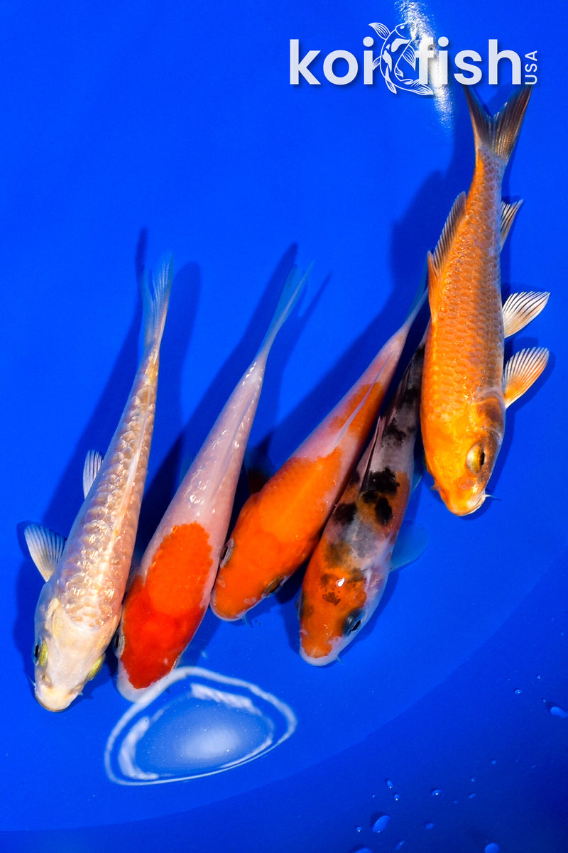 PACK OF (5) 3.75-4" STANDARD KOI