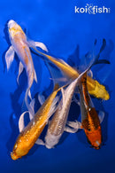 PACK OF (5) 4.5-5" BUTTERFLY KOI
