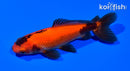5" WAKIN GOLDFISH