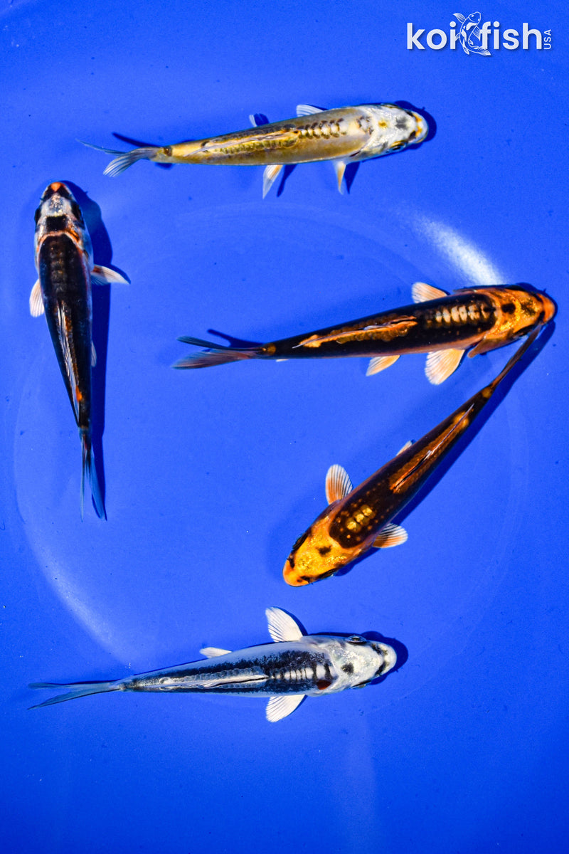 PACK OF (5) 3-4" STANDARD GHOST KOI