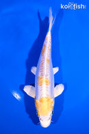 6.5" DOITSU LEMON HARIWAKE