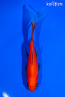 6" COMET GOLDFISH