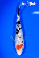 7.5" GINRIN TANCHO SANKE