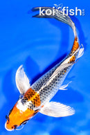 7.75" BENI GINGA BUTTERFLY