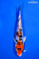 5.25" GINRIN YAMATO NISHIKI