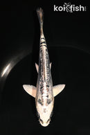 5.5" GINRIN KIKOKURYU