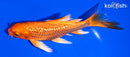 6" GINRIN ORENJI OGON BUTTERFLY