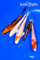 PACK OF (5) 4.5-5" STANDARD KOI