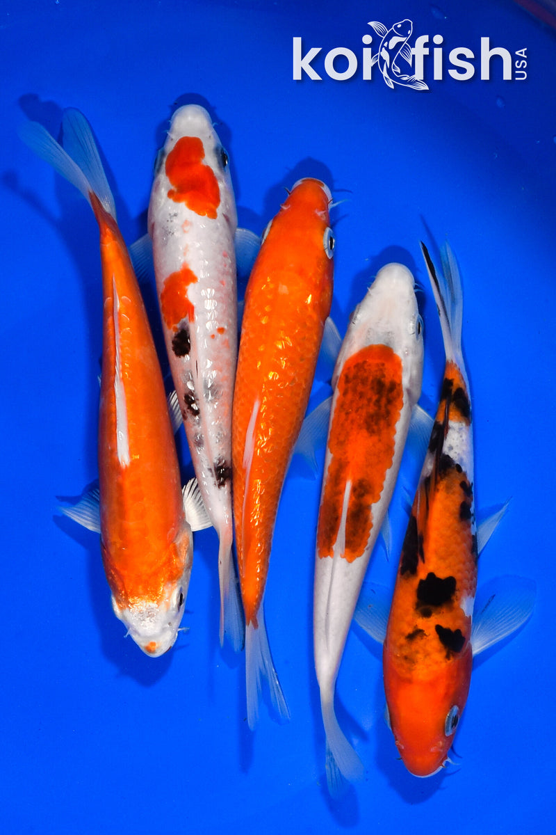 PACK OF (5) 5.5"-5.75" STANDARD KOI