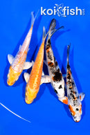 PACK OF (4) 3.75" MIXED STANDARD KOI