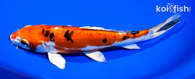 8.25" HEISEI NISHIKI