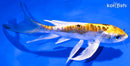 7.5" KIN KIKOKURYU BUTTERFLY