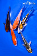 PACK OF (5) 4-5" STANDARD KOI