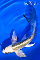 5.75" KUJAKU BUTTERFLY